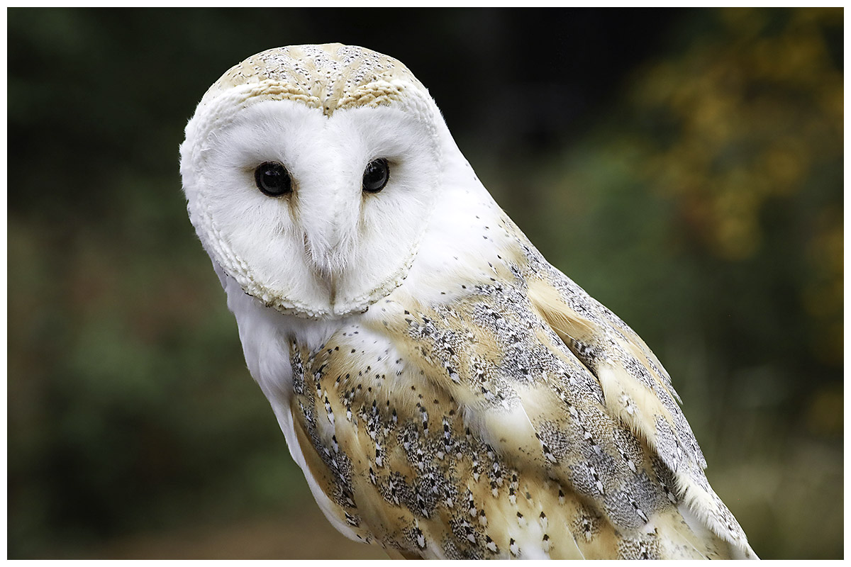 Greiss Jill Owl At The Grove Nature   Ornithological   Class B 20251022